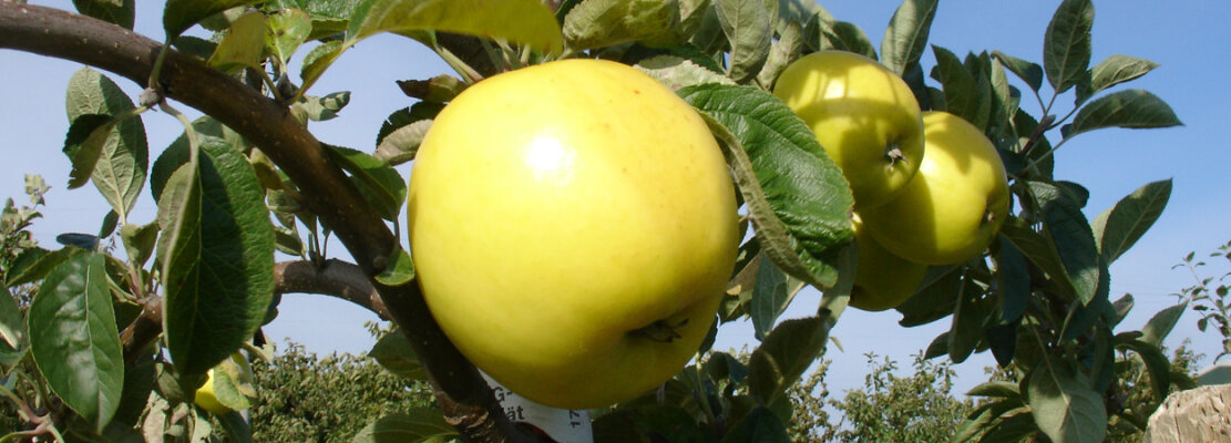 Holsteiner Zitronenapfel