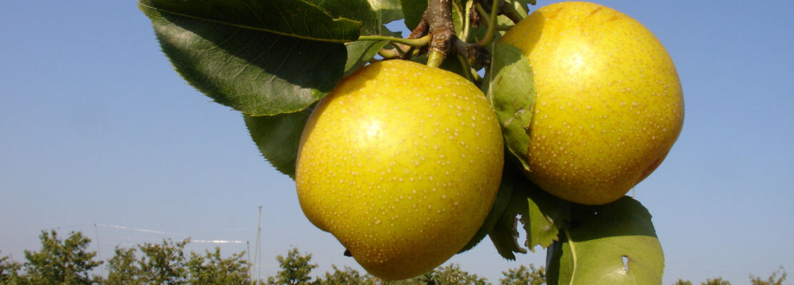 Apfelbirne Nashiki