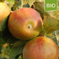 Bio-Apfel Geheimrat Dr. Oldenburg|truncate:60