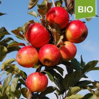 Apfelbaum-Patenschaft BIO / Elstar / 2024 / Premium Verlängerung 20kg