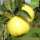 Holsteiner Zitronenapfel bio 5kg
