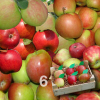 Apfelprobierkiste mit 6 Äpfeln|truncate:60