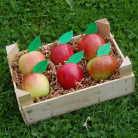 Apfelprobierkiste mit 6 Äpfeln