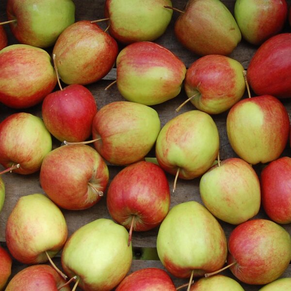 Rewena Bio-Äpfel 5kg