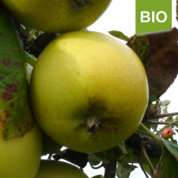 Bio-Apfel Ernst Bosch|truncate:60