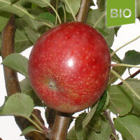 Bio-Apfel Purpurroter Cousinot|truncate:60