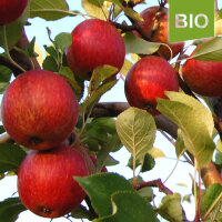Bio-Apfel Purpurroter Cousinot