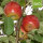 Bio-Apfel Purpurroter Cousinot