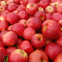 Apfel-Probierpaket - Beliebte Apfelsorten 5kg