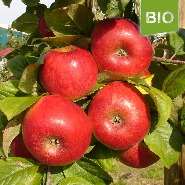 Prinz Albrecht von Preußen Bio-Äpfel 5kg