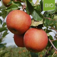 Bio-Rubinette Äpfel 5kg