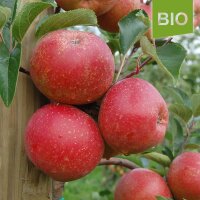 Bio-Rubinette Äpfel 5kg
