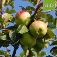 Filippa Bio-Äpfel 6kg