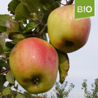 Filippa Bio-Äpfel 5kg