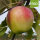 Filippa Bio-Äpfel 5kg