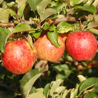 Apfel Jonagored