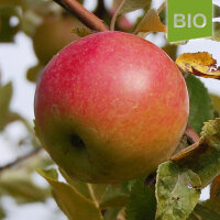 Bio-Apfel Jonathan|truncate:60