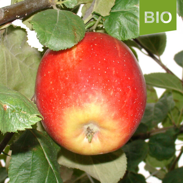 Bio-Äpfel Angeliter Herren 5kg