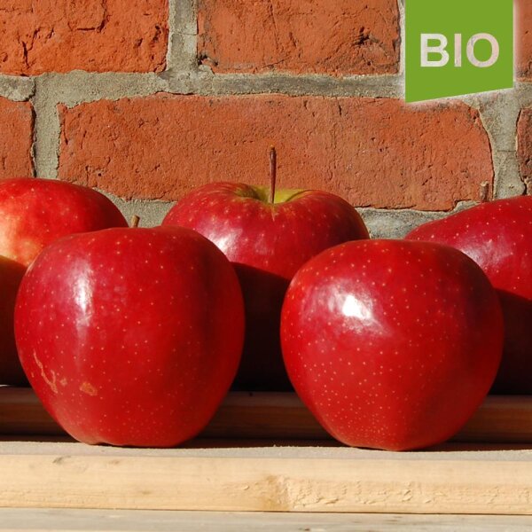 Bio-Apfel Einzelbox / Große rote Äpfel