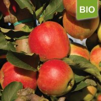 Apfelbaum-Patenschaft BIO / Jonagold / 2023 / Premium 20kg