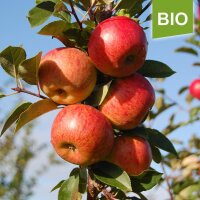 Apfelbaum-Patenschaft BIO / Red Topaz / 2023 / Standard 10kg
