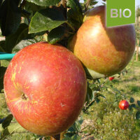 Bio-Apfel Rewena