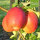 Bio-Apfel Rewena