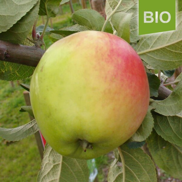 Rosmarin Ukrainski Bio-Äpfel 5kg