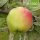 Rosmarin Ukrainski Bio-Äpfel 5kg