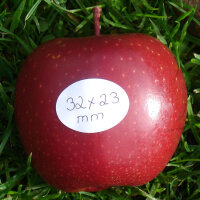 Roter Apfel mit farbigem PR-Label|truncate:60