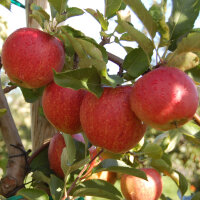 Jonagored Bio-Äpfel 3kg-Kiste