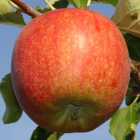 Jonagored Bio-Äpfel 3kg-Kiste