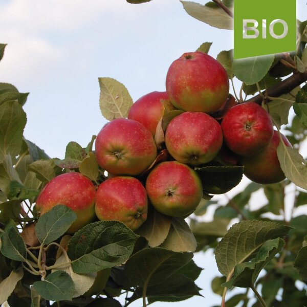Ostfriesischer Kalvill Bio-Äpfel 4kg
