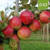 Ostfriesischer Kalvill Bio-Äpfel 4kg