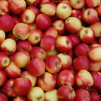 Gala Äpfel 5kg|truncate:60