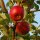 Santana-Apfel Vorratspaket - Der Allergiker-Apfel