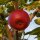 Santana-Apfel Vorratspaket - Der Allergiker-Apfel