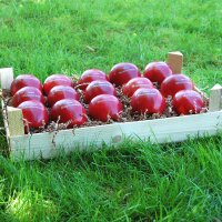 15 rote LOGO-Äpfel in Obstkiste dekorativ verpackt|truncate:60