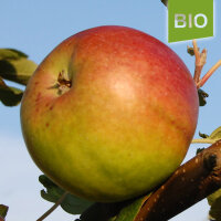 Bio-Apfel Prinzessin Luise|truncate:60