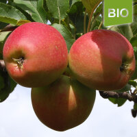 Bio-Apfel der Sorte Gala
