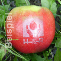 Kleiner roter LOGO-Apfel 65/75mm