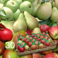 Apfel-Birnen-Probierkiste mit 30 Früchte
