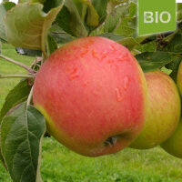 Bio-Apfel Pinova|truncate:60
