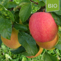 Bio-Apfel Pinova