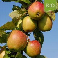 Bio-Apfel Pinova
