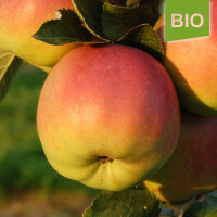 Bio-Apfel Herma