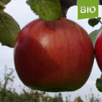 Bio-Apfel Erwin Baur