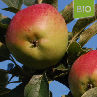 Bio-Apfel Roter Richard|truncate:60