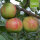 Bio-Apfel der Sorte Gravensteiner