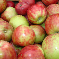 Bio-Apfel-Probierpaket - Frühe Apfelsorten